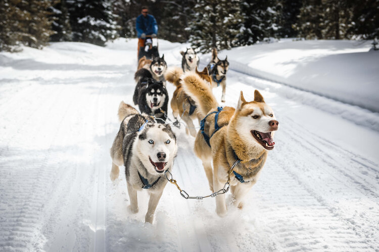 A group of spirited husky dogs pulling a sled, highlighting the thrilling experience offered by Aspen Concierge Service's dogsledding.