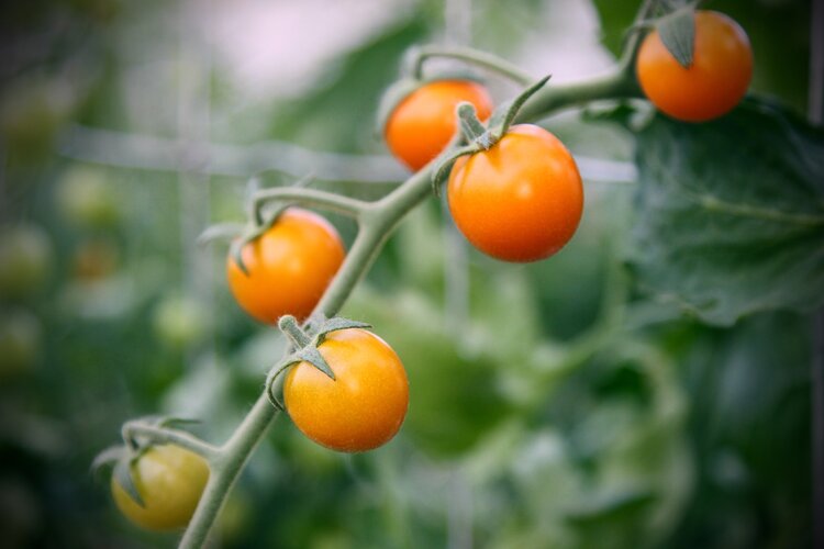 A vibrant group of tomatoes hanging on a vine, illustrating their fresh and natural growth