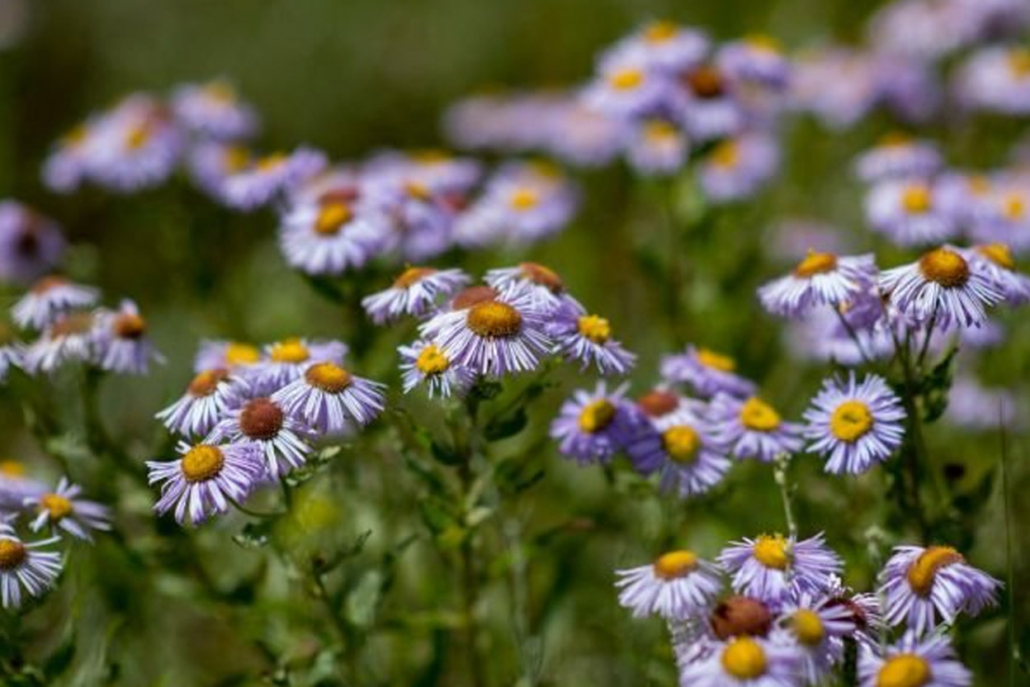 The close-up of some flowers that can be found in the paths of Aspen.