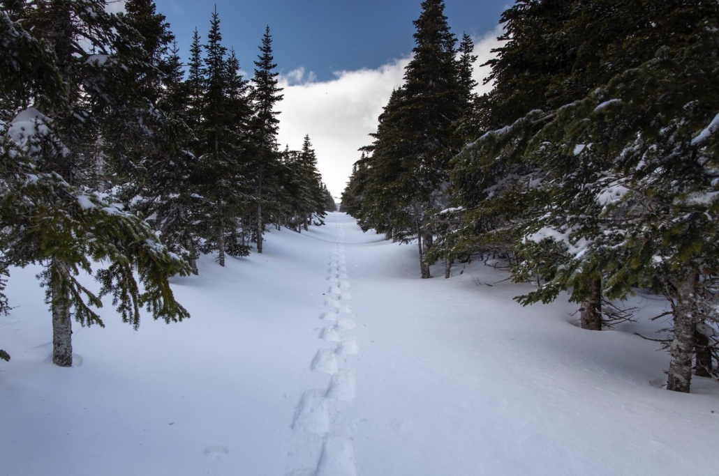 A picturesque snowy path meanders through the landscape, guiding the way to the nearby trees.