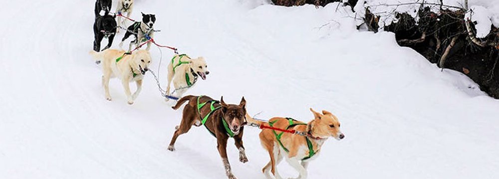 A team of dogs energetically pulling a sled across a snowy landscape in aspen winter krabloonik tour