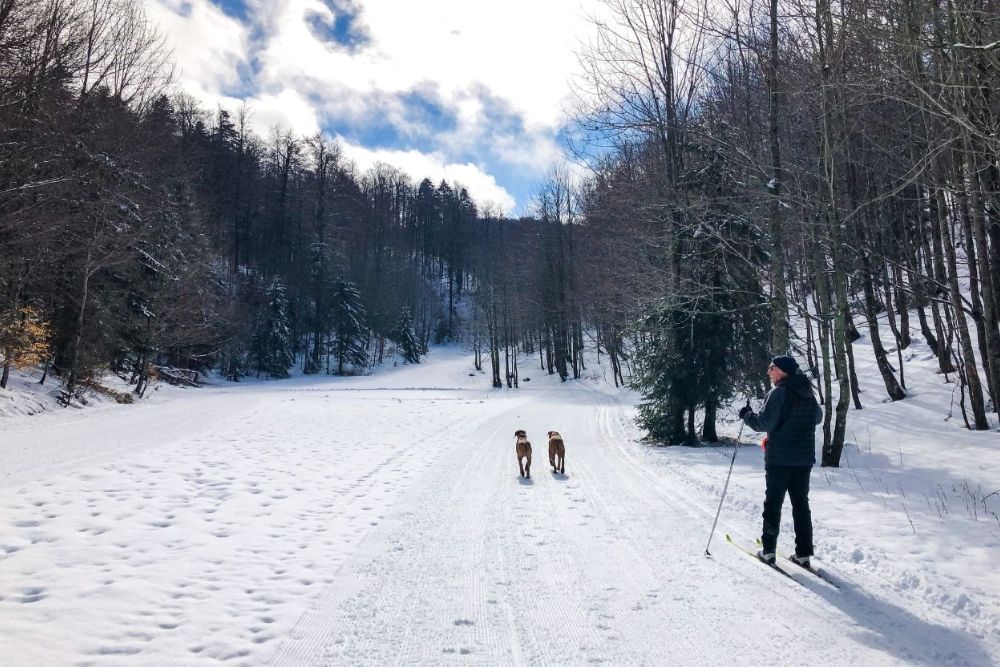 A man skis on a snowy trail with two dogs, showcasing a winter outdoor adventure.