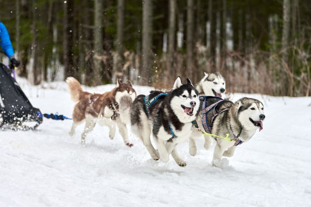 A man is seen pulling a sled with four lively husky dogs in a wintery, snow-covered environment.