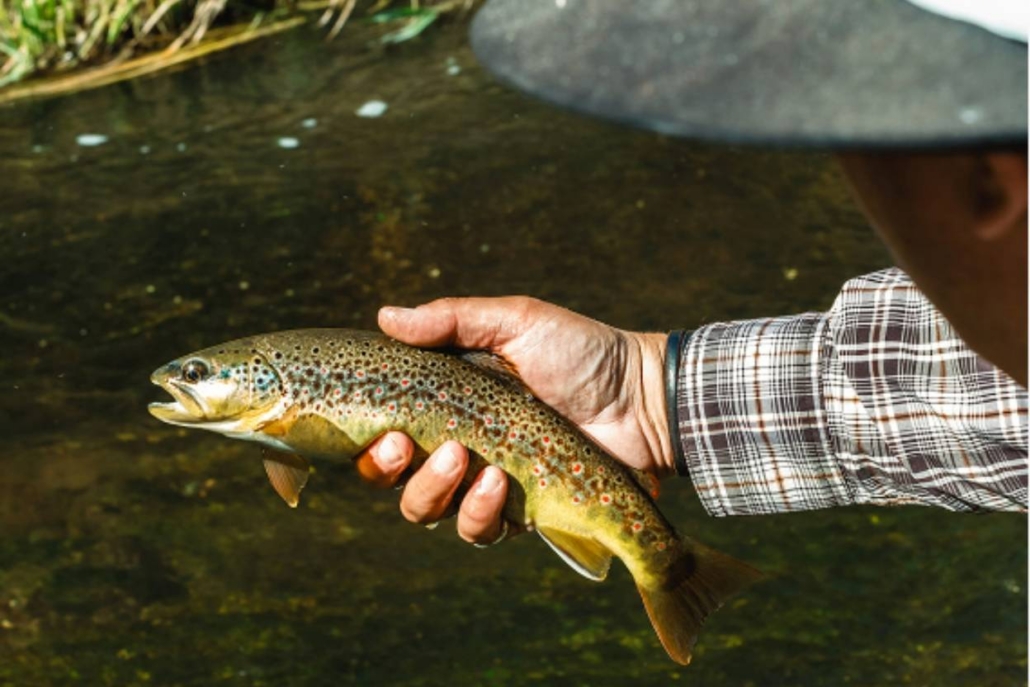 A man proudly displays a brown trout in his hand while fly fishing in Aspen during May.