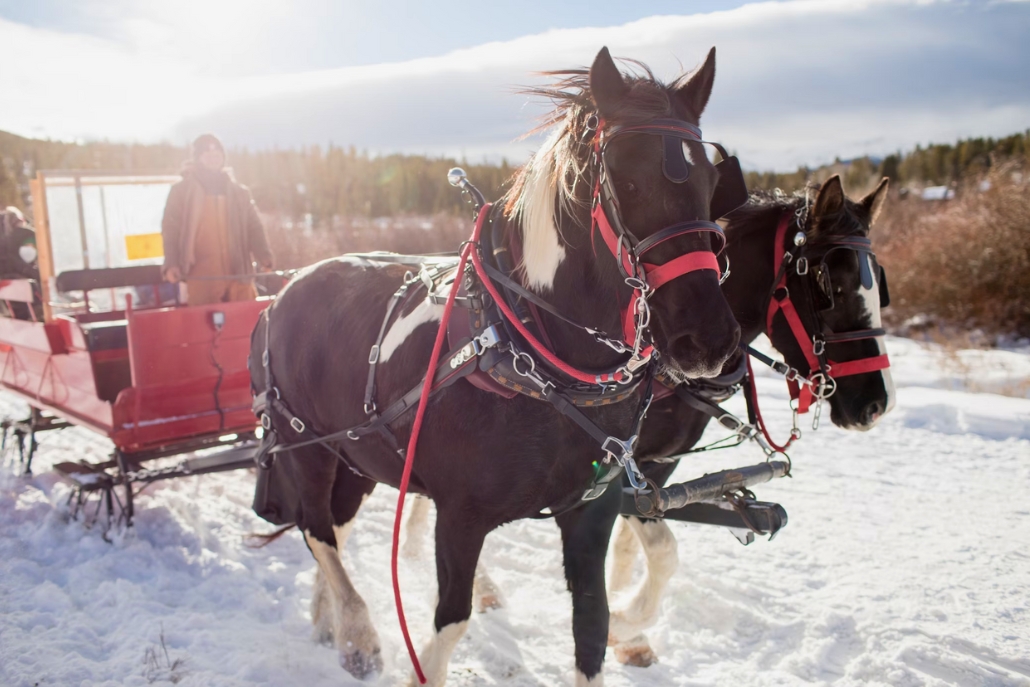 Two horses are harnessed to a red sleigh, gliding through the snow, representing a winter activity in Aspen.