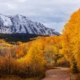 Aspen in Fall