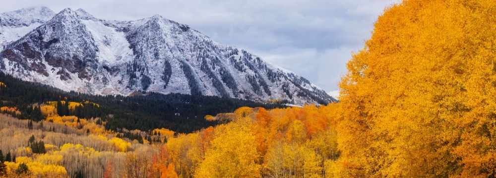 Colorado's aspen trees in fall, displaying a stunning array of golden foliage under a bright sky.
