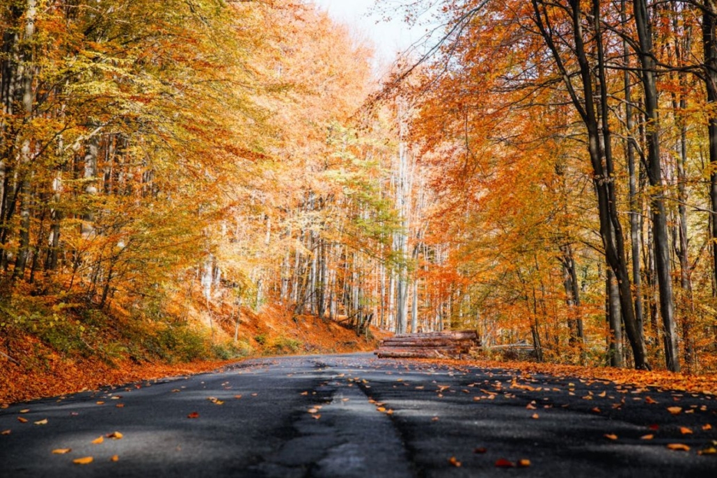 Scenic road through colorful autumn foliage in Aspen during October.